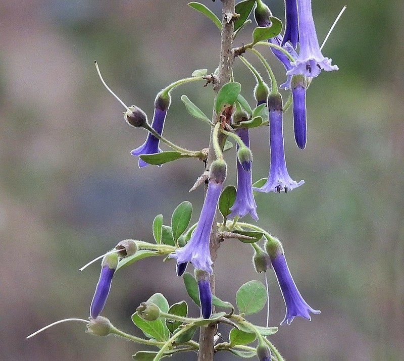 Eriolarynx australis photo 7
