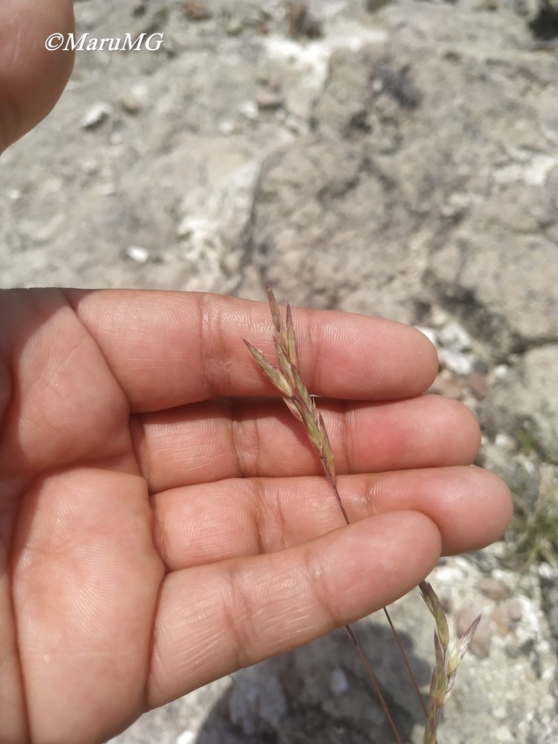 Shortleaf Woollygrass