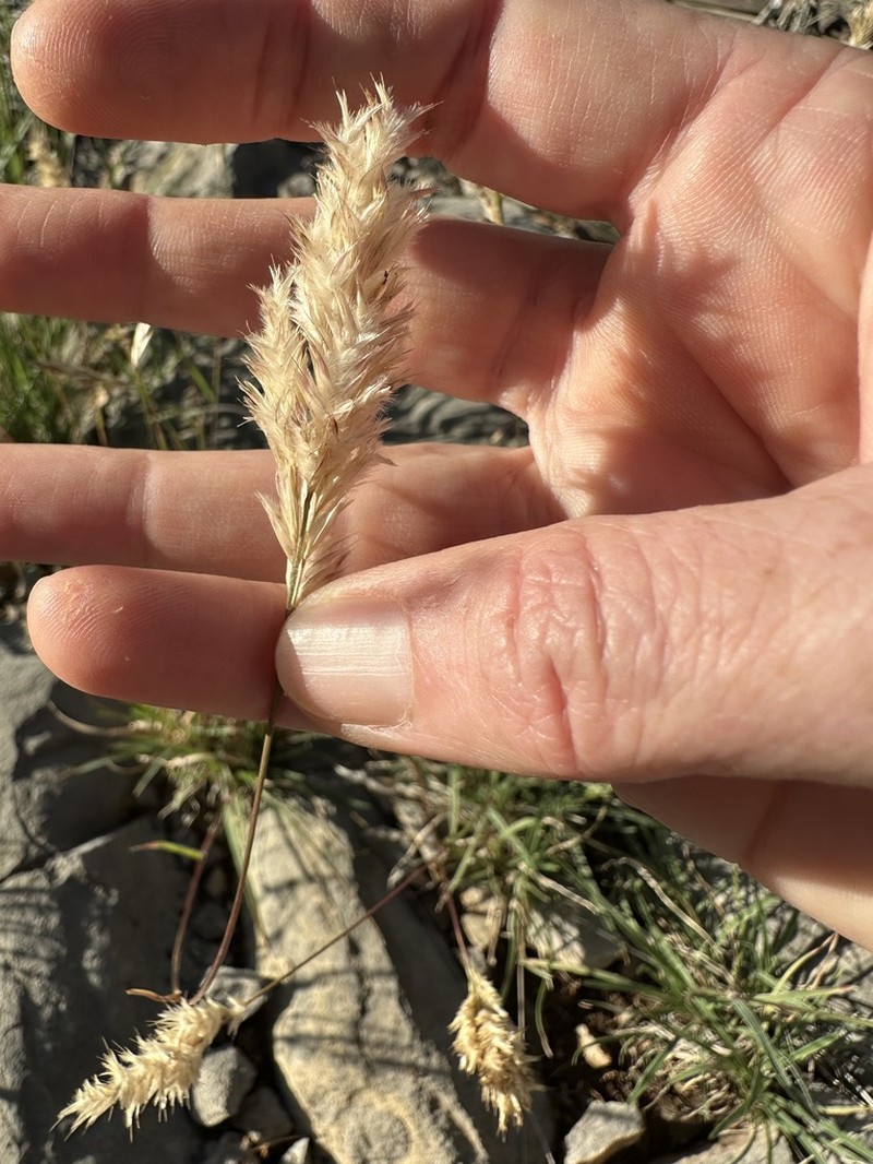 Shortleaf Woollygrass photo 2