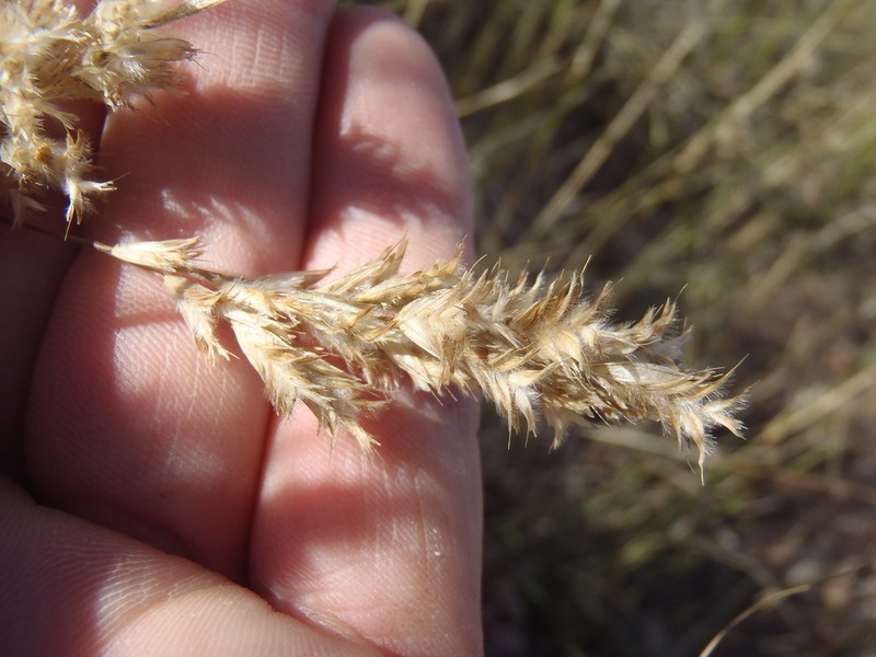Shortleaf Woollygrass photo 3
