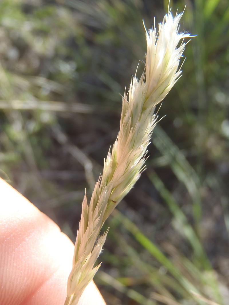 Shortleaf Woollygrass photo 4