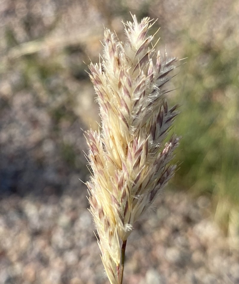 Shortleaf Woollygrass photo 5