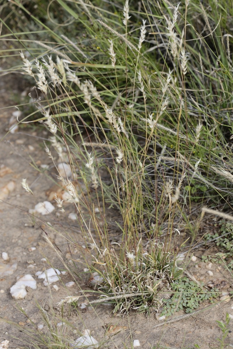 Shortleaf Woollygrass photo 6