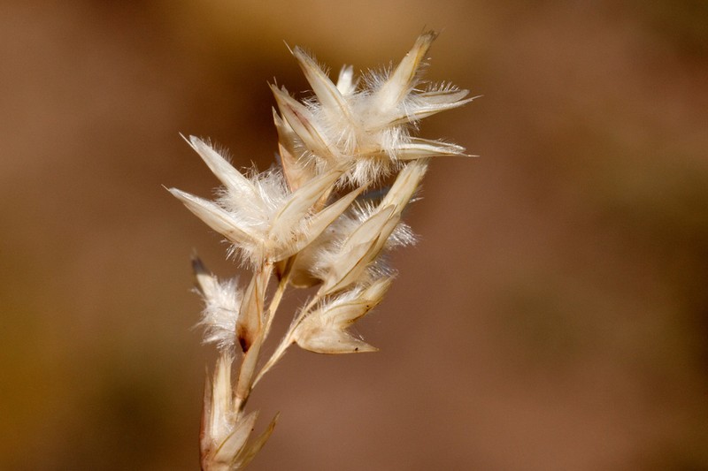 Shortleaf Woollygrass photo 7