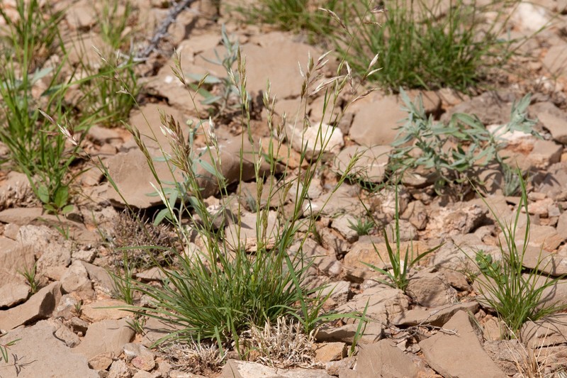 Shortleaf Woollygrass photo 8
