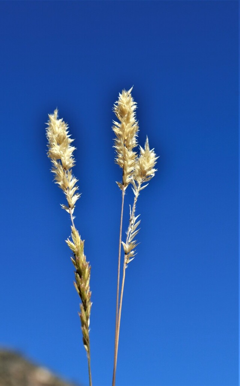Nealley's Woollygrass