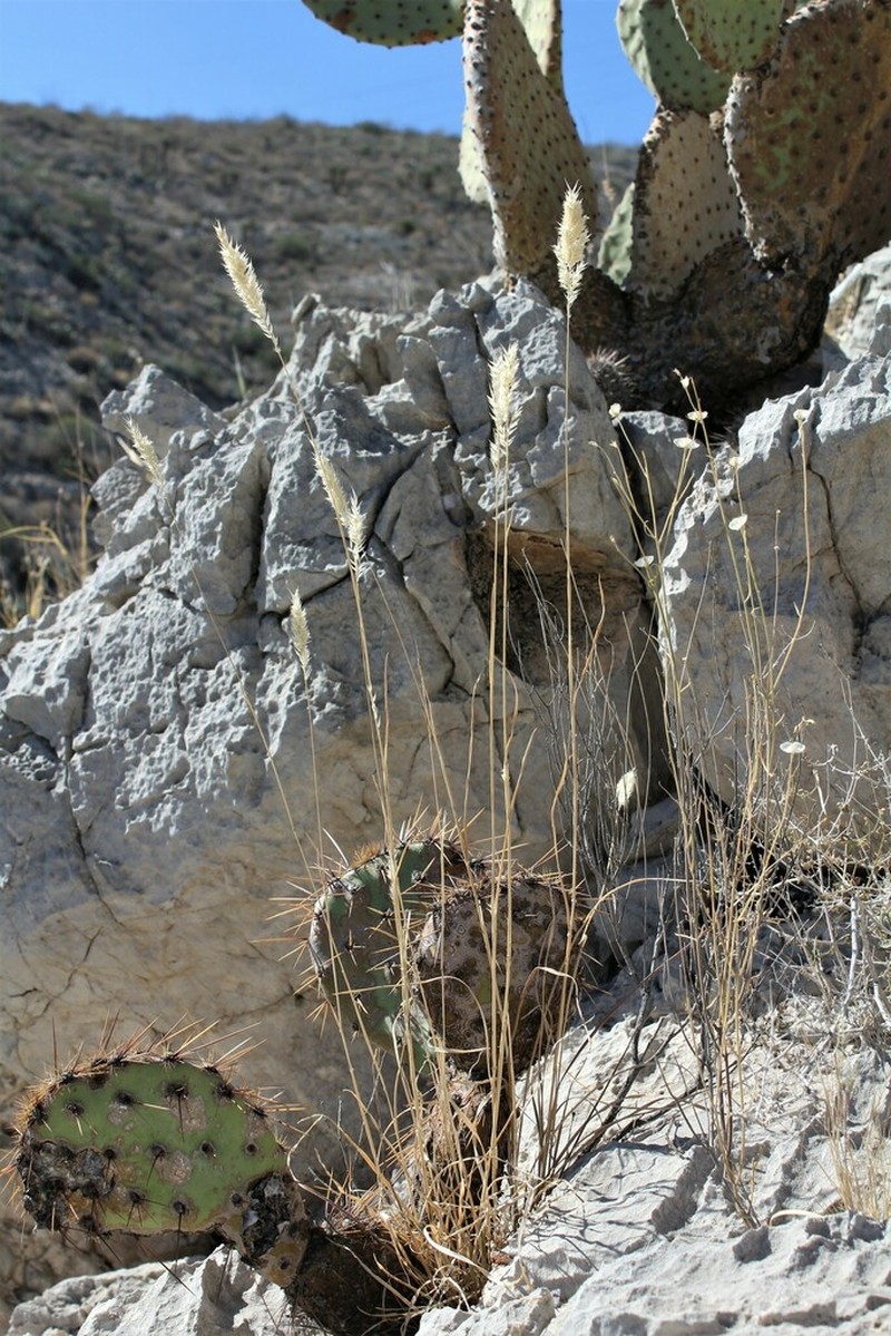 Nealley's Woollygrass photo 2
