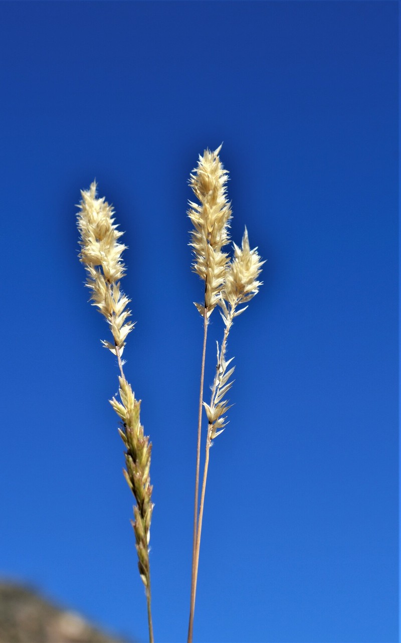 Nealley's Woollygrass photo 5
