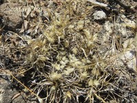 Hairy Woollygrass