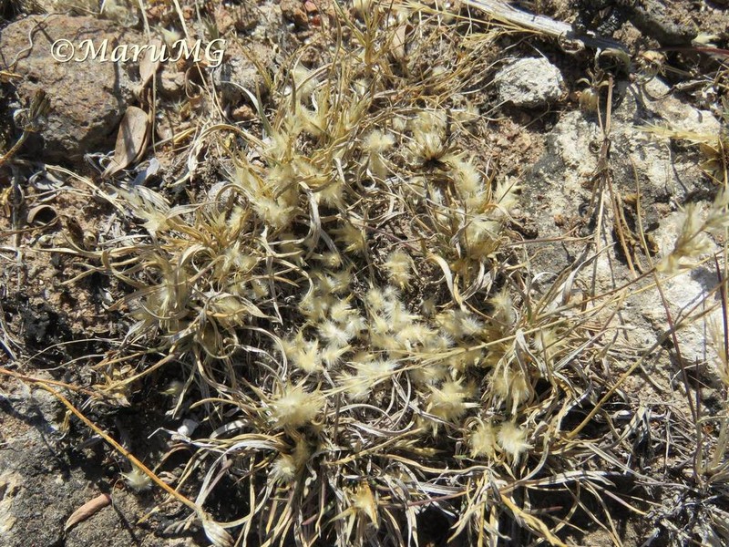 Hairy Woollygrass