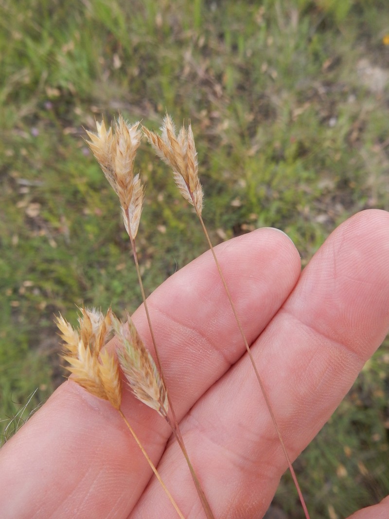 Hairy Woollygrass photo 2
