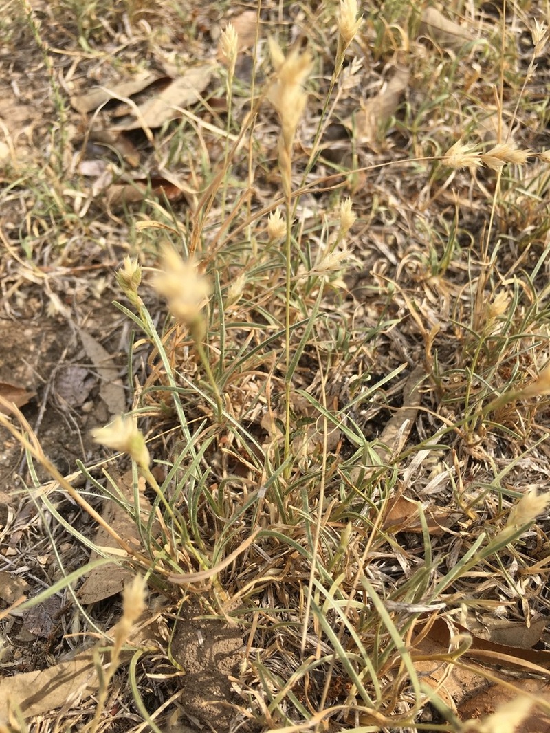 Hairy Woollygrass photo 3