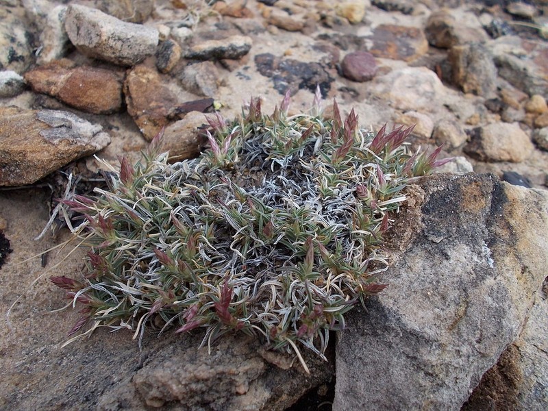 Hairy Woollygrass photo 4