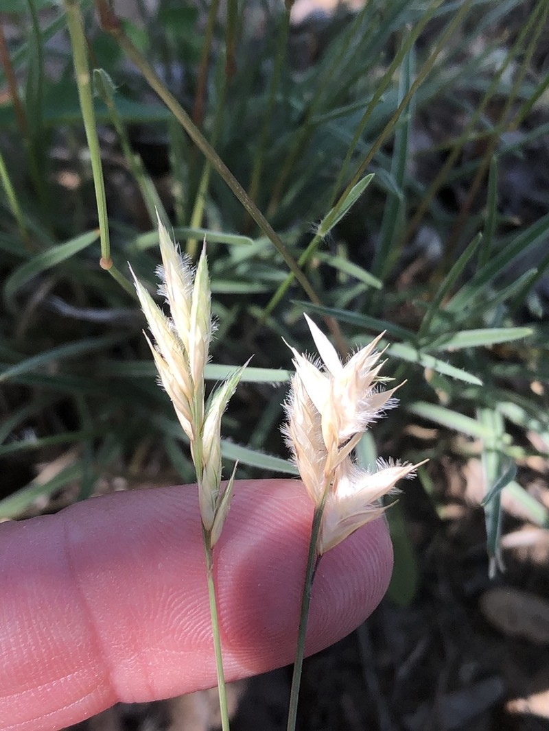 Hairy Woollygrass photo 6