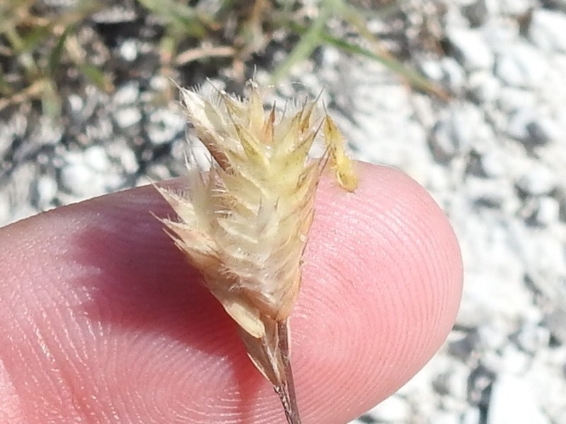 Hairy Woollygrass photo 7