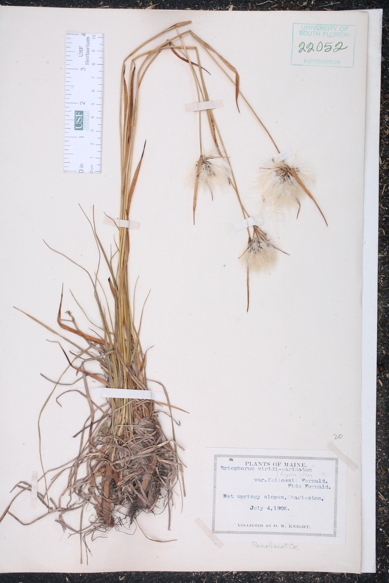 Eriophorum × fellowsii