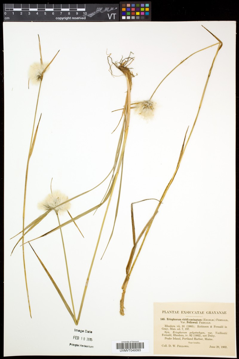 Eriophorum × fellowsii photo 3
