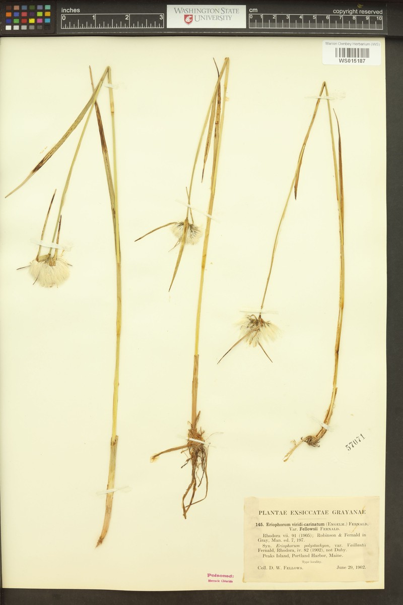 Eriophorum × fellowsii photo 4
