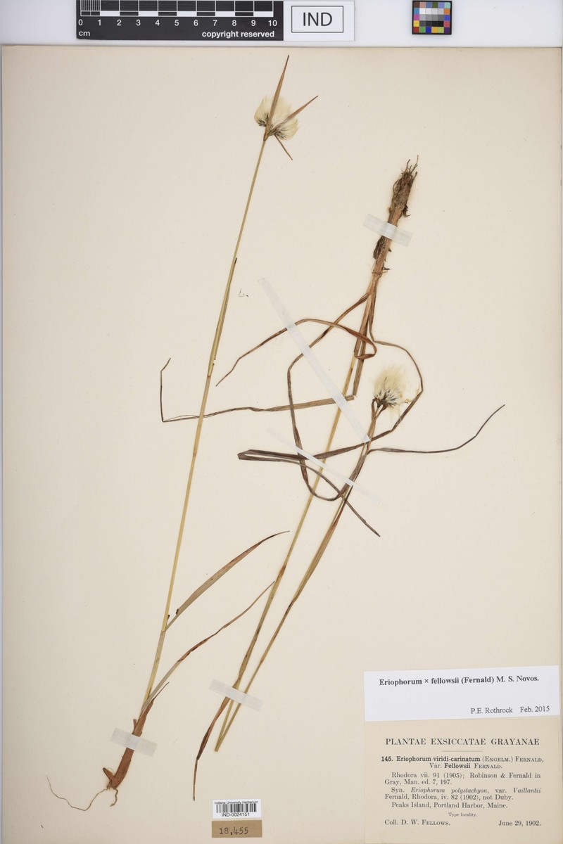Eriophorum × fellowsii photo 5