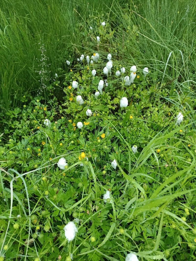 Intermediate Cottongrass