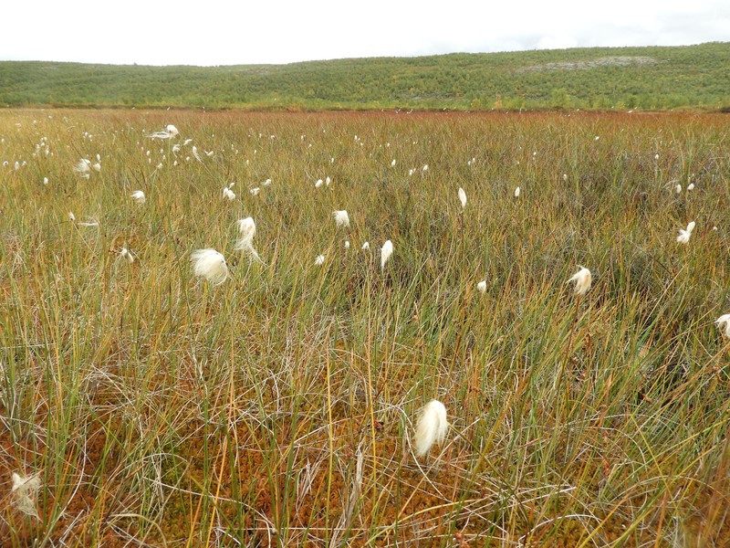 Intermediate Cottongrass photo 2