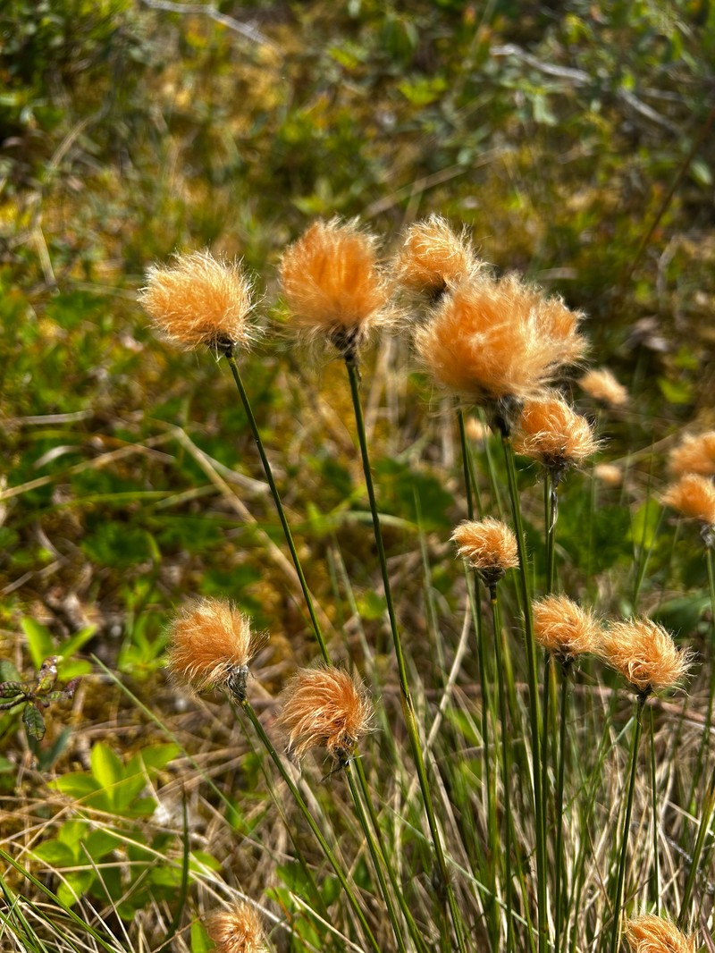 Cottongrass
