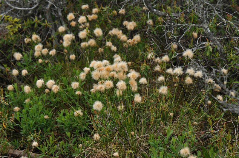 Cottongrass photo 2