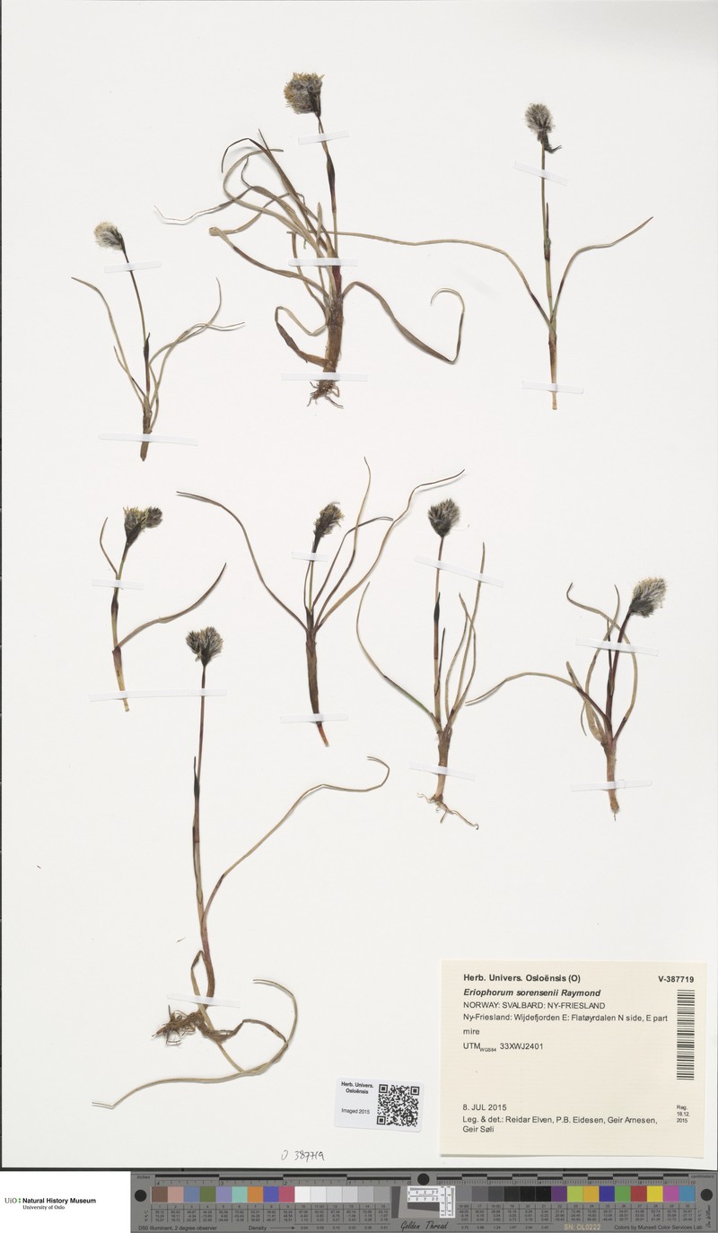Eriophorum × rousseauianum