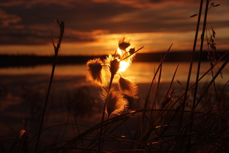 Tall Cottongrass