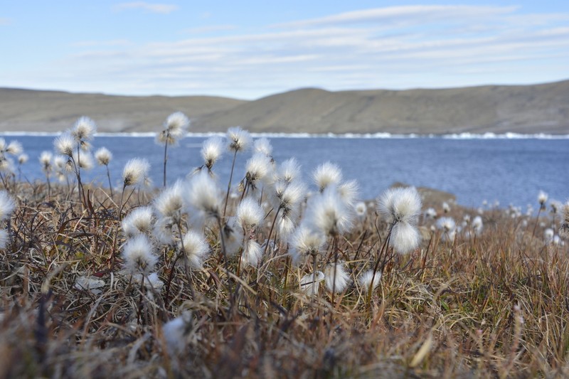 Tall Cottongrass photo 2