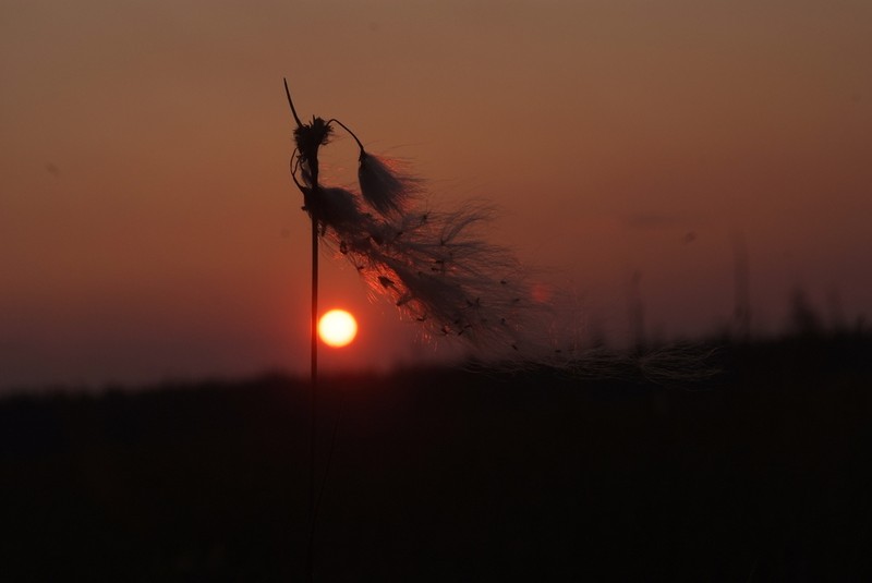 Tall Cottongrass photo 3