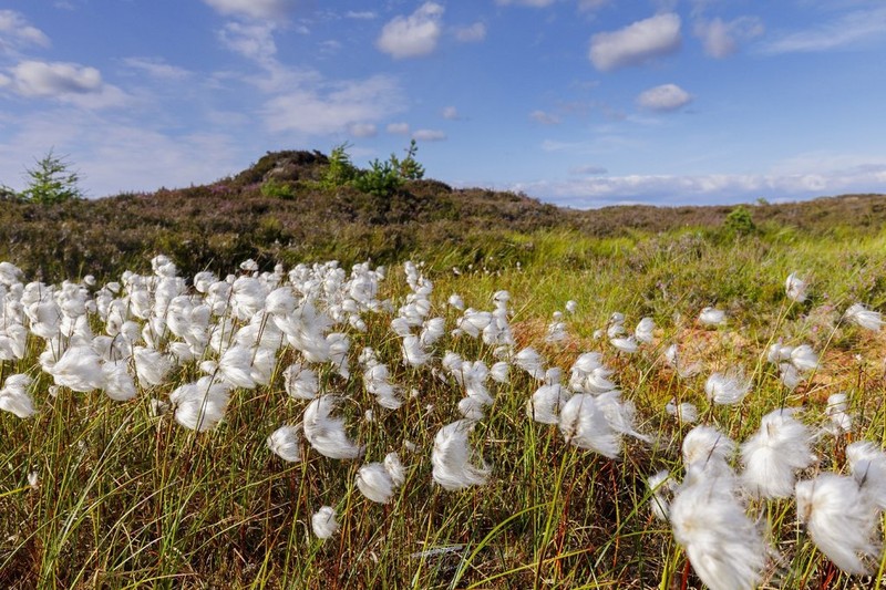 Tall Cottongrass photo 4