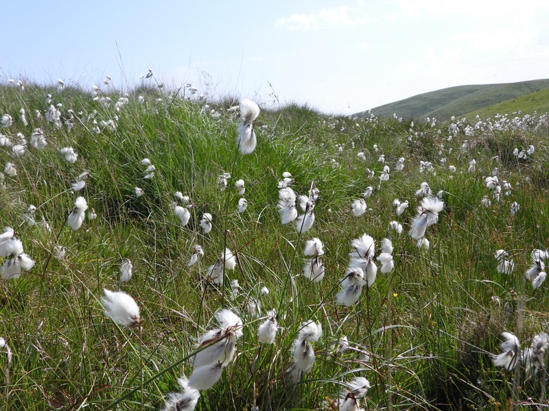 Tall Cottongrass photo 5