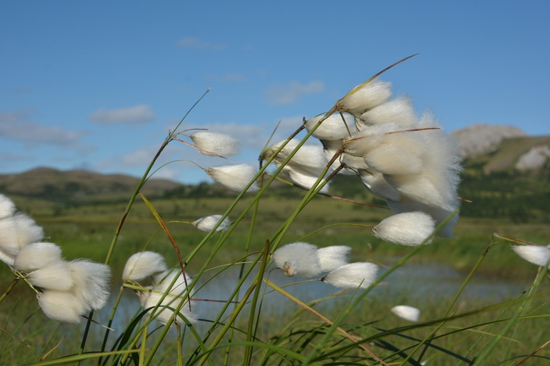 Tall Cottongrass photo 6