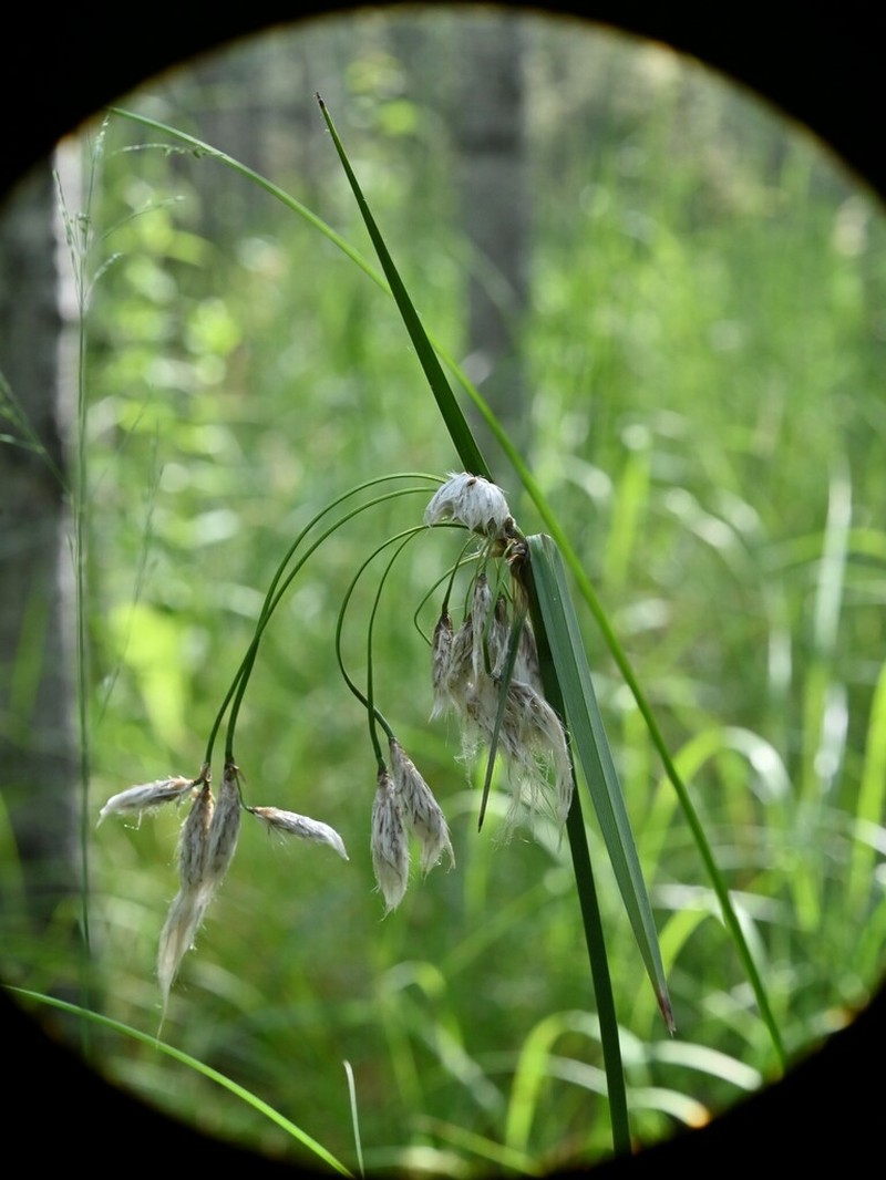 Tall Cottongrass photo 7
