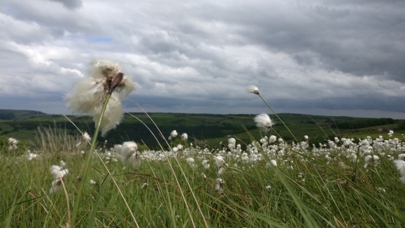 Tall Cottongrass photo 8