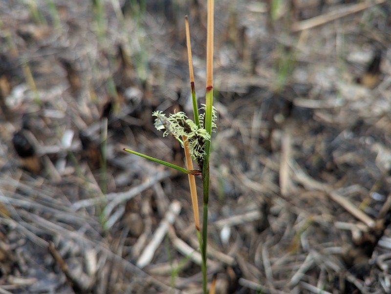 Eriophorum angustifolium subsp. angustifolium