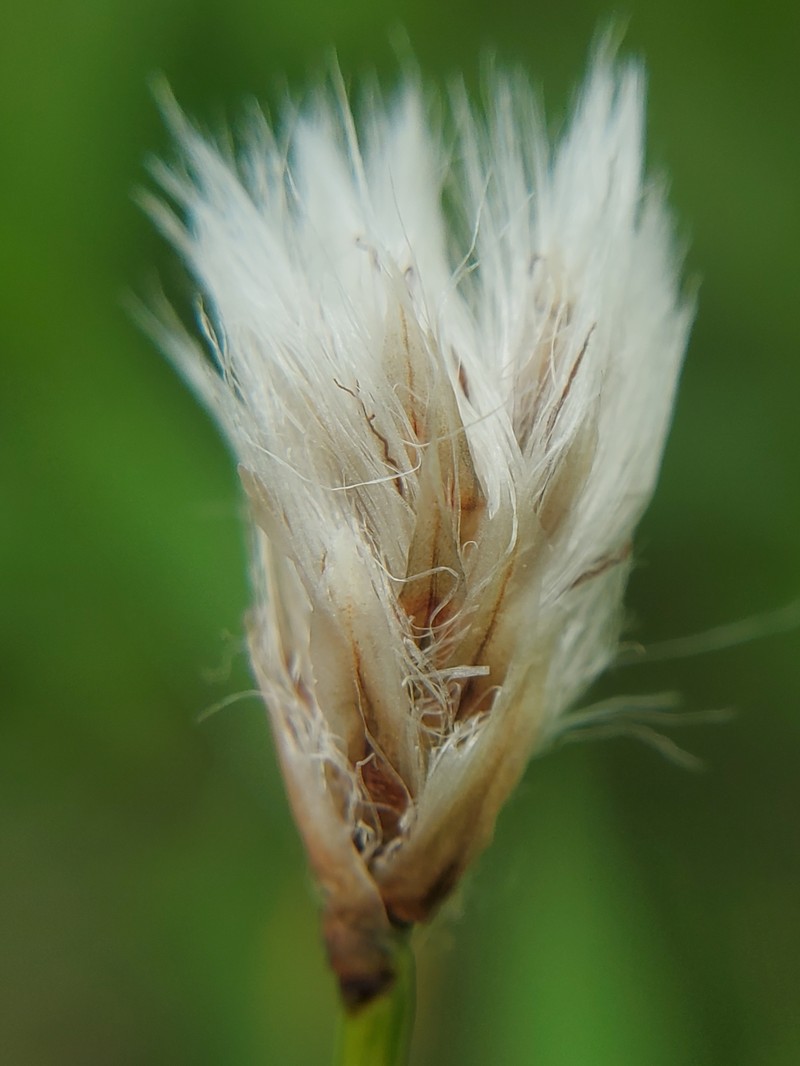 Eriophorum angustifolium subsp. angustifolium photo 2