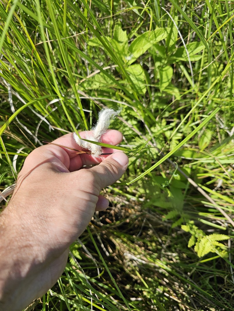 Eriophorum angustifolium subsp. angustifolium photo 3