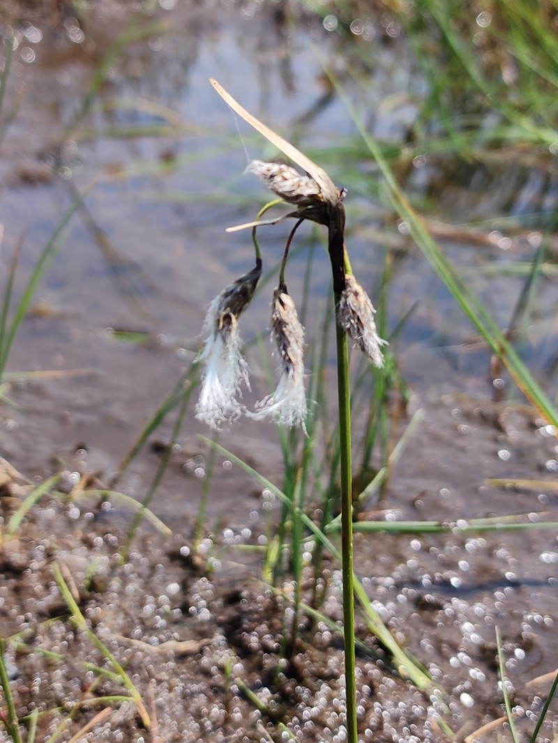 Eriophorum angustifolium subsp. angustifolium photo 4