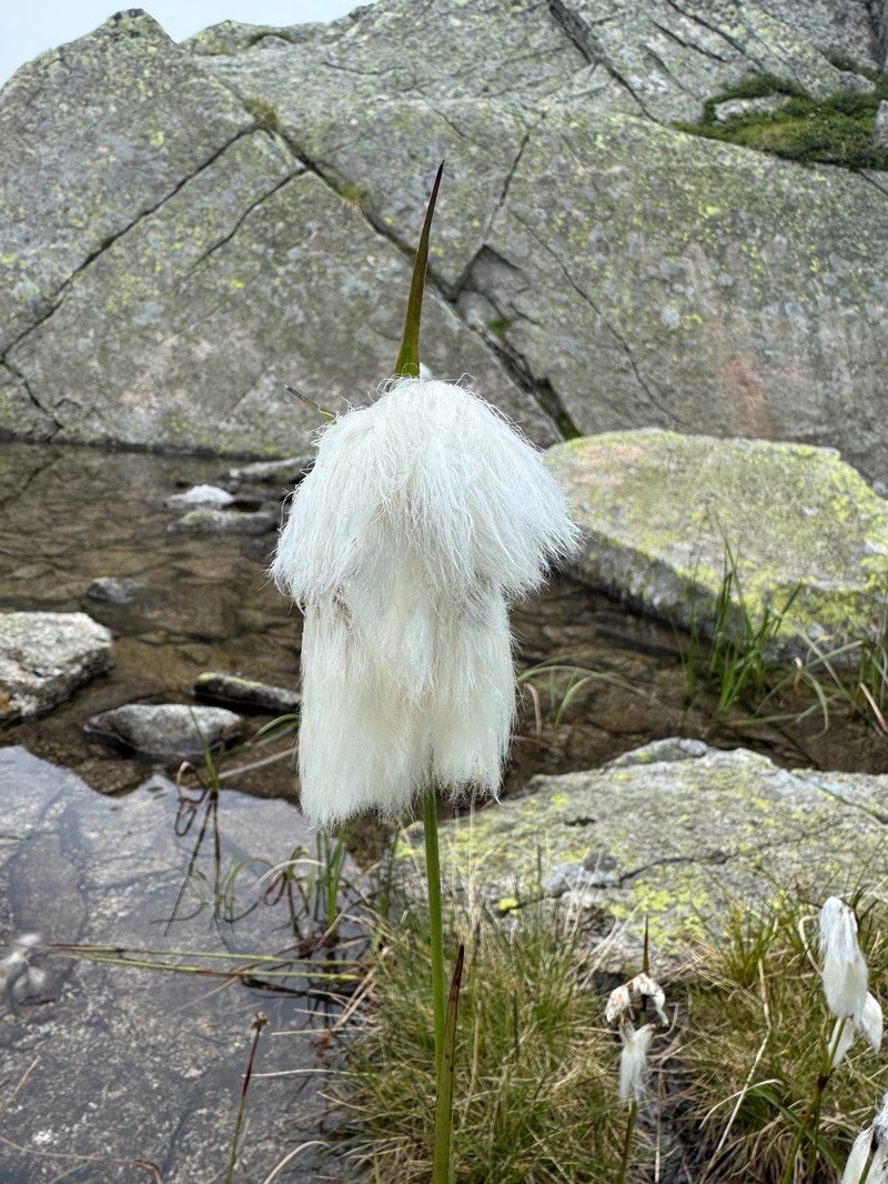 Eriophorum angustifolium subsp. angustifolium photo 5
