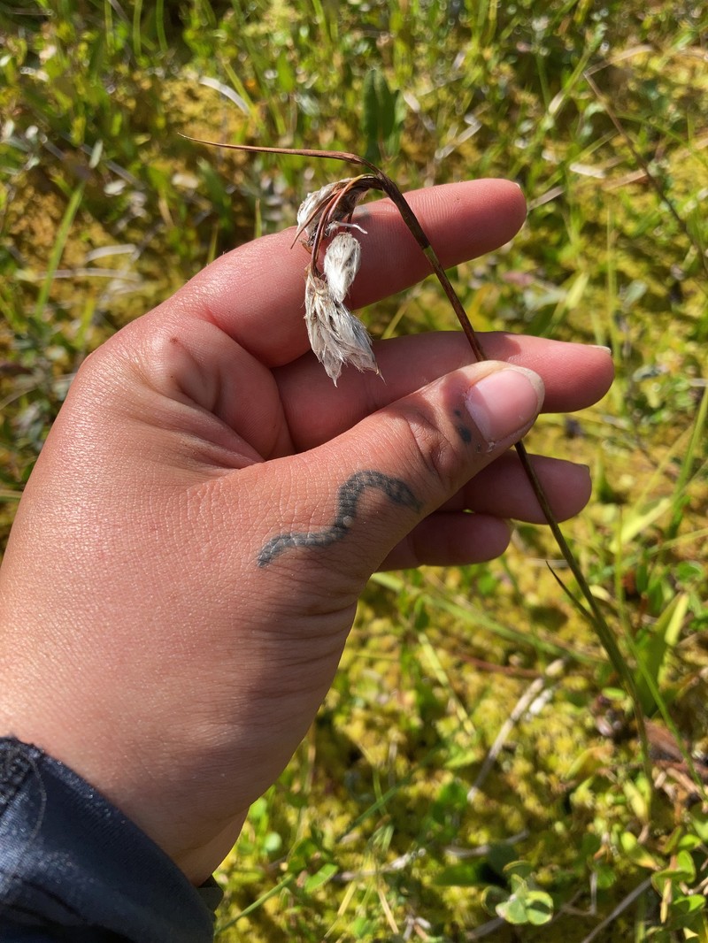 Eriophorum angustifolium subsp. angustifolium photo 7