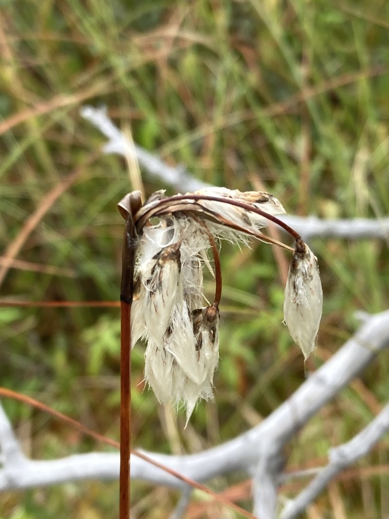 Eriophorum angustifolium subsp. angustifolium photo 8