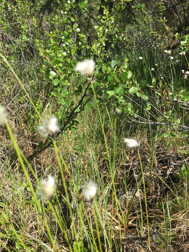 Northland Cottonsedge