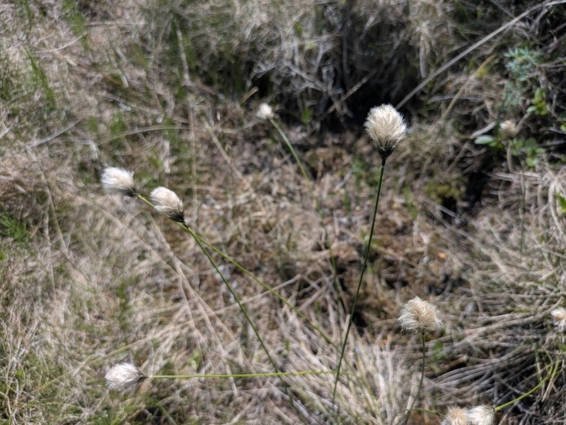 Northland Cottonsedge photo 2