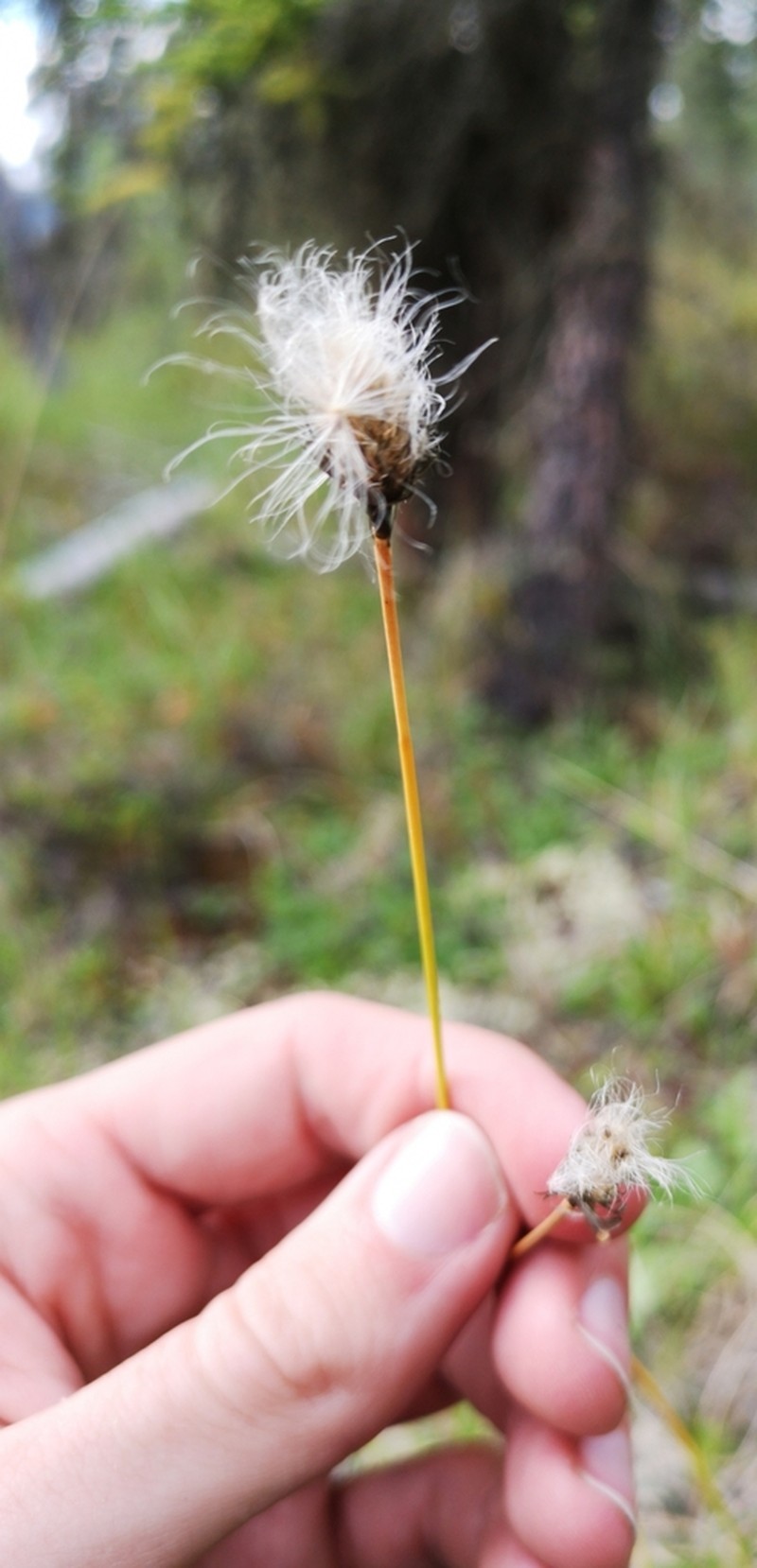 Northland Cottonsedge photo 3