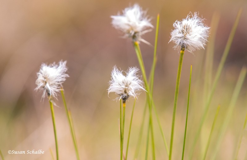 Northland Cottonsedge photo 4