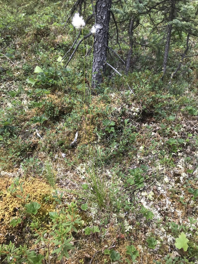 Northland Cottonsedge photo 5
