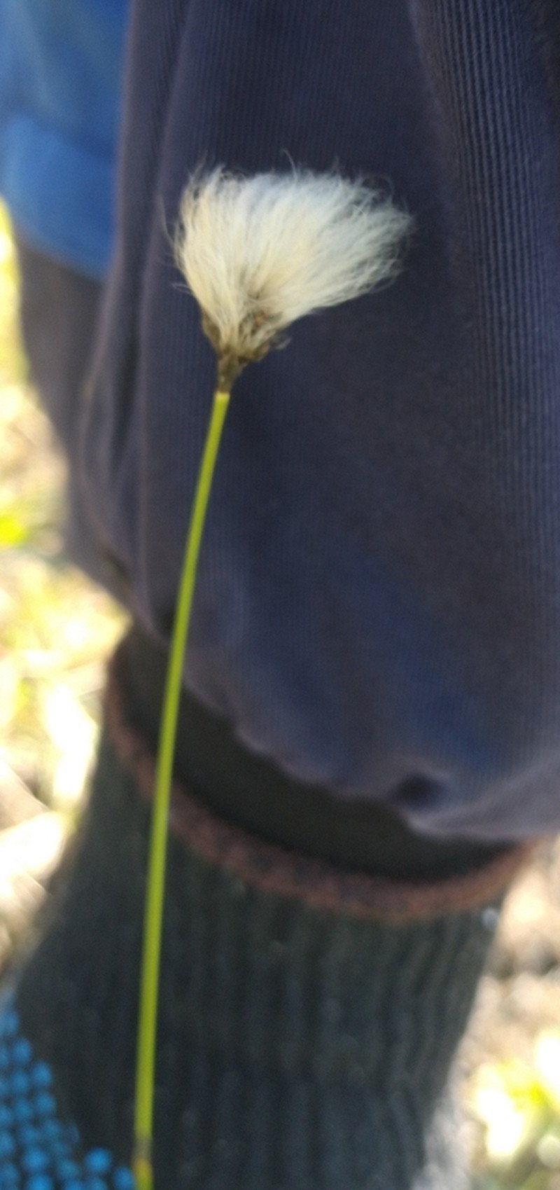 Northland Cottonsedge photo 6