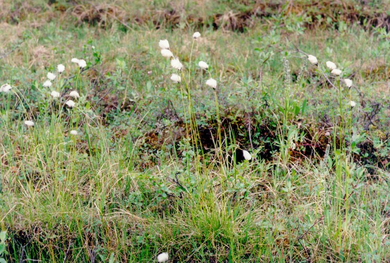 Northland Cottonsedge photo 7